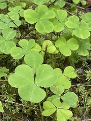 Oxalis