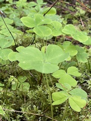 Oxalis