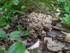 Polyporus umbellatus