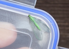 Pseudomallada ventralis