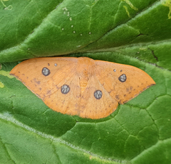 Agnidra discispilaria