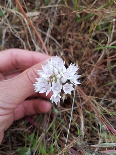 Narrowleaf onion (Allium amplectens)