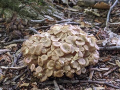 Polyporus umbellatus
