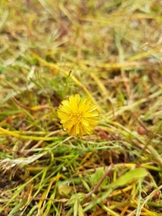 Microseris bigelovii