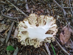 Polyporus umbellatus