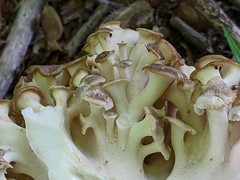 Polyporus umbellatus