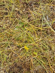 Microseris bigelovii