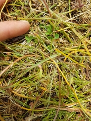 Microseris bigelovii