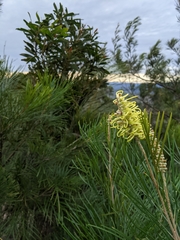 Grevillea whiteana