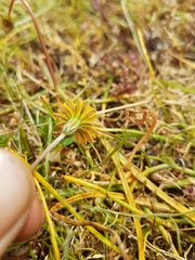 Microseris bigelovii