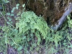 Adiantum shastense image