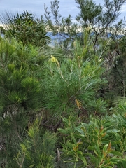 Grevillea whiteana
