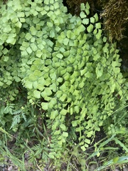 Adiantum shastense