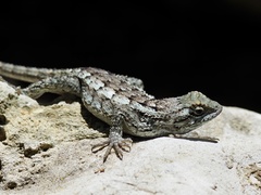 Sceloporus olivaceus