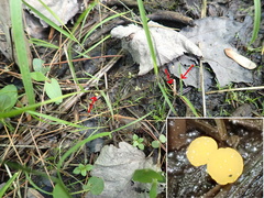 Hymenoscyphus menthae