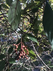 Hamelia patens