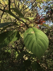 Hamelia patens