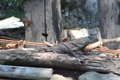 Ctenosaura acanthura