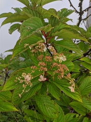 Hydrangea aspera