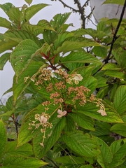 Hydrangea aspera