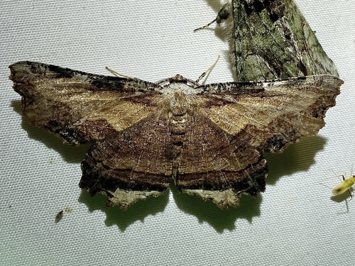 Lytrosis sinuosa photo 2