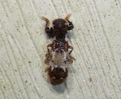 Pelonium leucophaeum