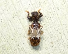 Pelonium leucophaeum