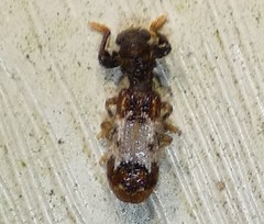 Pelonium leucophaeum