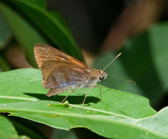 Paracarystus menestries