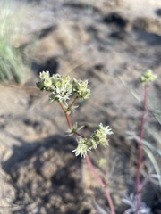 Horkelia tridentata