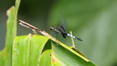 Erythrodiplax unimaculata