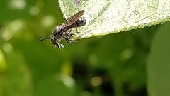 Cerotainia