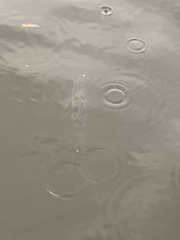 Ambloplites rupestris