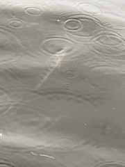 Ambloplites rupestris