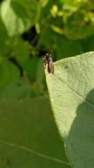 Cerotainia