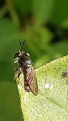 Cerotainia