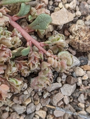 Calyptridium parryi
