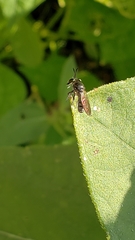 Cerotainia