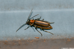 Oxycopis