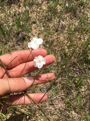 Stylisma pickeringii