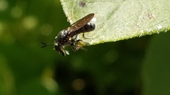 Cerotainia