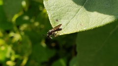 Cerotainia