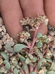 Calyptridium parryi