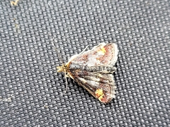 Pyrausta orphisalis