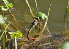 Anax walsinghami