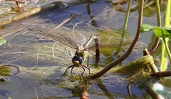 Anax walsinghami