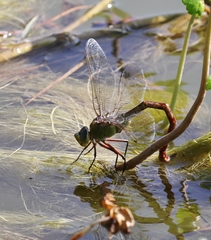 Anax walsinghami