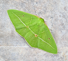 Tanaoctenia haliaria