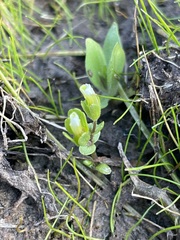 Gratiola heterosepala