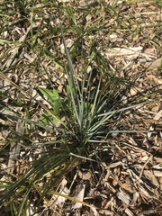Eragrostis elliottii